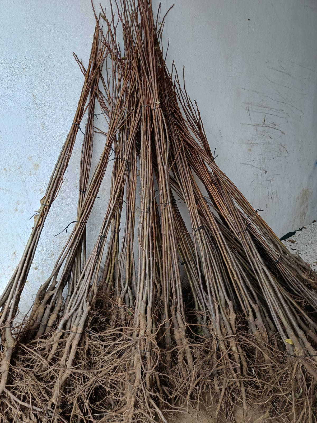 MARAVAL KESTANE FİDANI